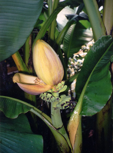 Musa basjoo flower stem in Ängelholm, Sweden, summer 2002.