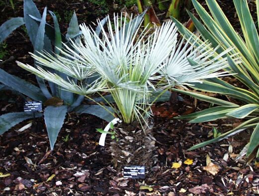 Chamaerops humilis var. cerifera at The Palm Centre outside London october 2000.