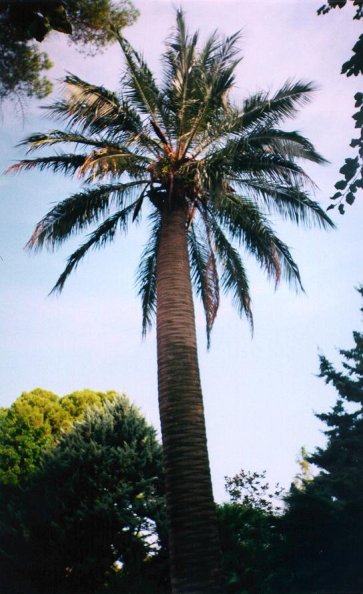 Jubaea chilensis in Rome 1997.