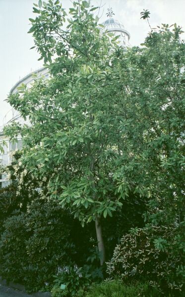 Magnolia virginiana i Botanisk Have, Köpenhamn 2000.