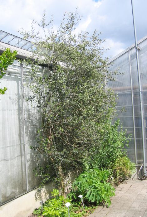 Olea europea hos Landboh&oslash;jskolen, Frederiksberg 2005.