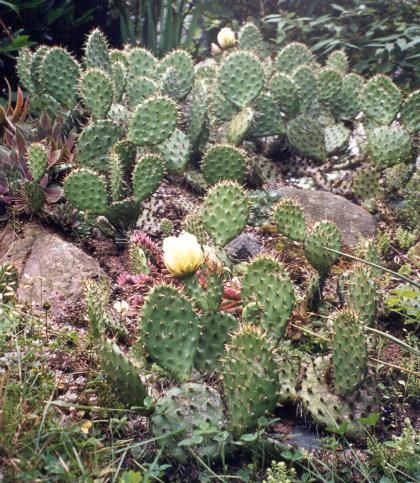 Opuntia cymochila (?) (fikonkaktus), Ängelholm 1999 (planterade 1992).