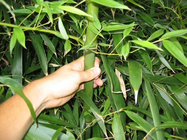 Phyllostachys propinqua, Botaniska tr&auml;dg&aring;rden i K&ouml;penhamn 2003.