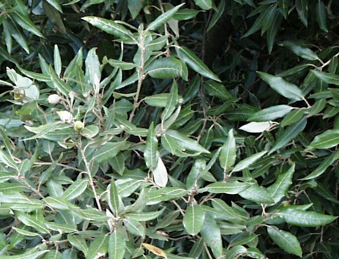 Quercus ilex (stenek), vuxenformen av bladen.