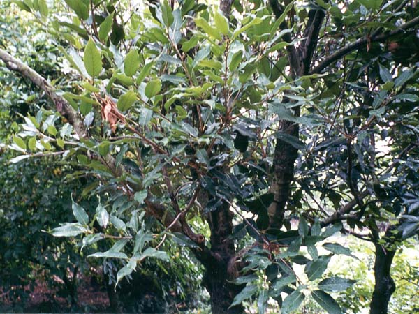 Quercus acuta i JC Raulston Arboretum, Raleigh, NC 1999.