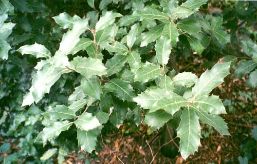Quercus ilex (stenek), ungdomsformen av bladen, Botanisk Have, Köpenhamn, November 1999.