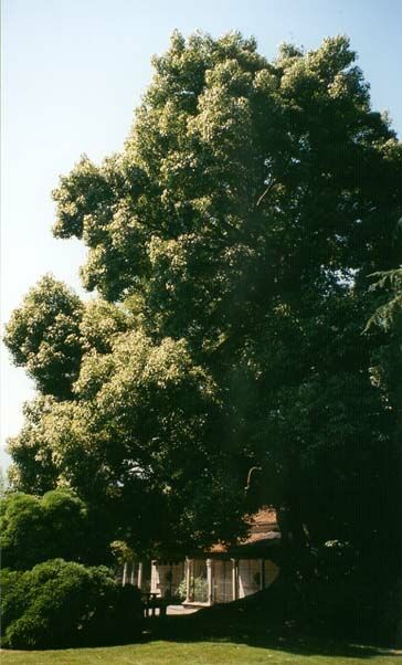 Quercus ilex (stenek), Isola Madre, Lago Maggiore, Italien, augusti 2000.