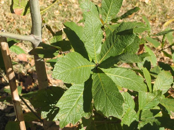 Quercus rysophylla i botaniska tr&auml;dg&aring;rden i Fort Worth, Texas 2005.