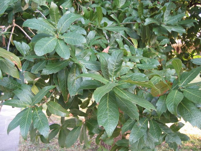 Quercus rysophylla i Dallas, Texas 2007.