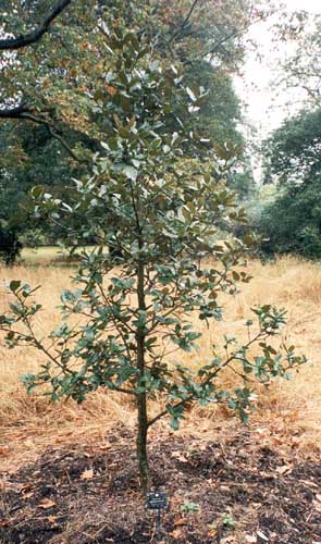 Ungt exemplar av Quercus semecarpifolia i Kew Gardens 1997.