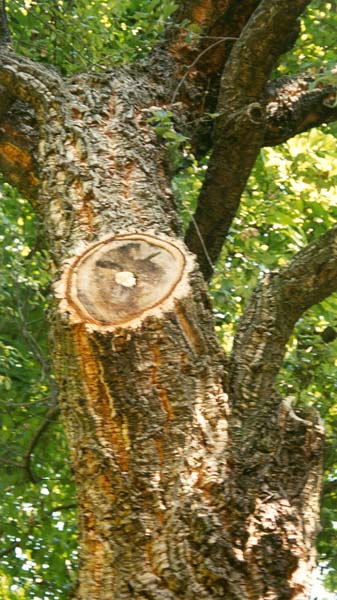 Quercus suber (korkek), närbild av stam, Isola Madre, Lago Maggiore, Italien, augusti 2000.