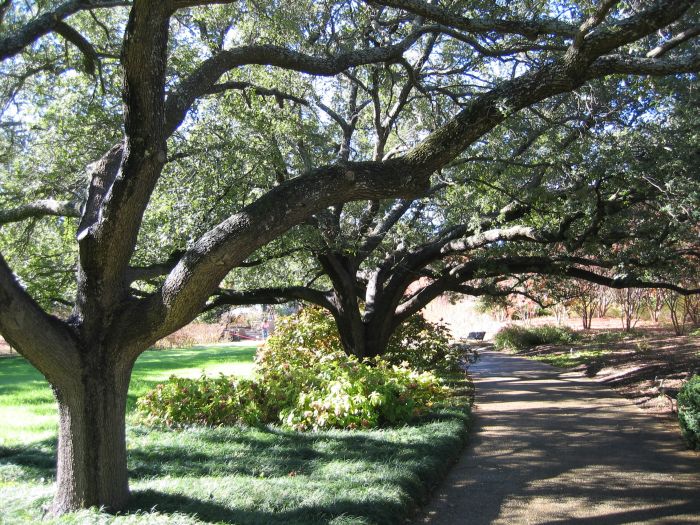 Quercus Virginiana i botaniska trädgården i Fort Worth, Texas 2005.