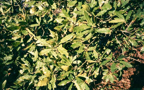 Quercus � turneri (Turners ek), Alnarp, februari 1998. Bladen förblir gröna under milda vintrar.