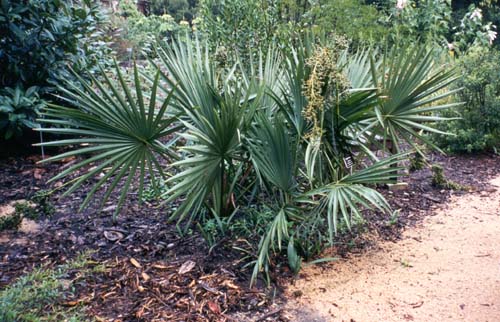 Sabal minor i botaniska trädgården i Chapel Hill, NC 1999.