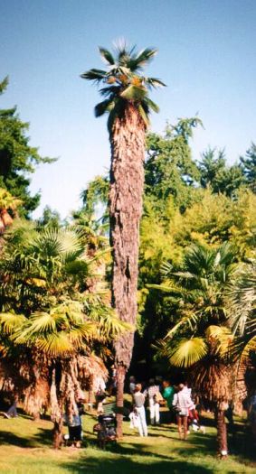 En äkta Trachycarpus takil i botaniska trädgården i Rom 1996.