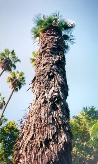 Närbild på stammen av en äkta Trachycarpus takil i botaniska trädgården i Rom 1996.