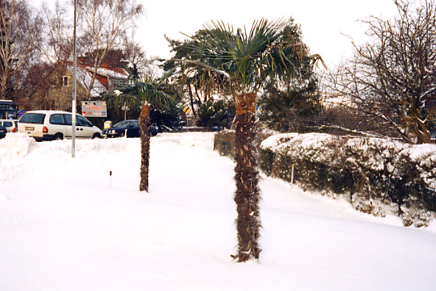 Trachycarpus fortunei i Skanör, 11 januari 2003.