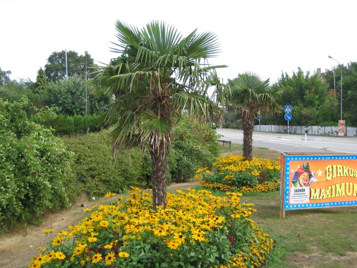 Trachycarpus fortunei i Skanör 2006, troligen planterade 1999.