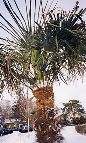 Närbild på Trachycarpus fortunei i Skanör, 11 januari 2003.