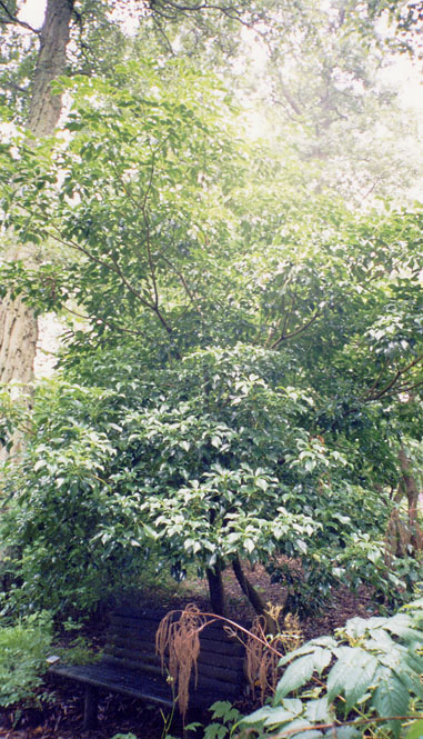 Trochodendron aralioides i G&ouml;teborgs botaniska tr&auml;dg&aring;rd 2002.