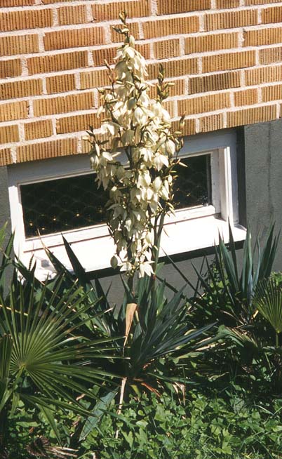 Blommande Yucca filamentosa. Ängelholm 1999