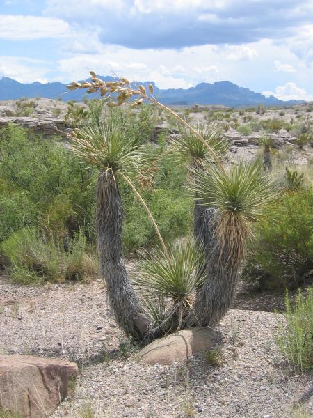 Yucca rostrata (?) i Big Bend National Park, Texas, 2007.