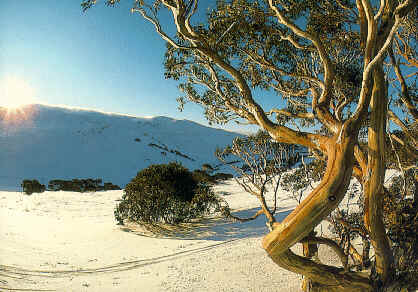 Eucalyptus niphophila med Mount Kosciuszko i bakgrunden.
