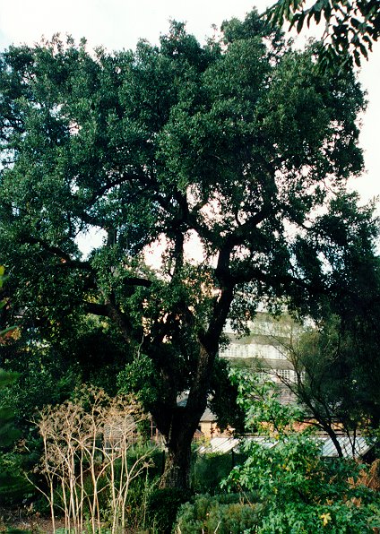 Quercus suber (korkek), Chelsea Physic Garden, London, oktober 1997.