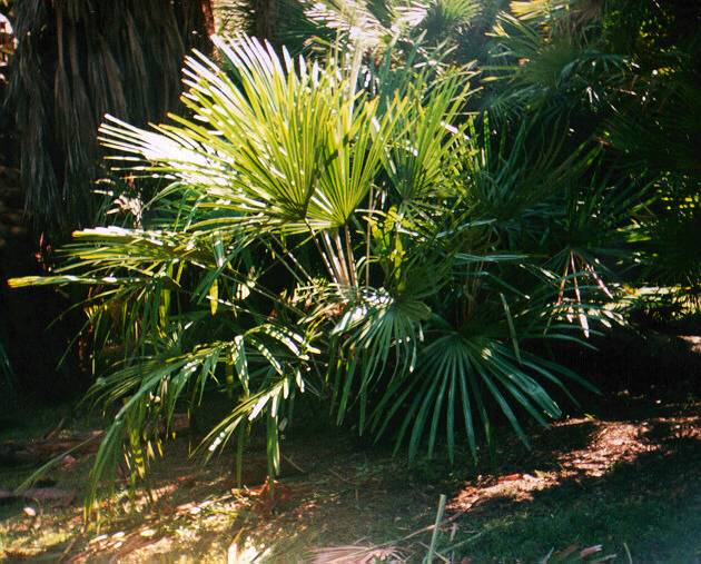 Rhapidophyllum hystrix i botaniska trädgården i Rom 1996.