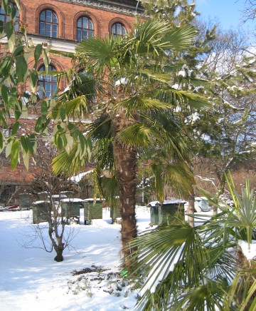 Trachycarpus fortunei in Copenhagen, Febuary 2005.