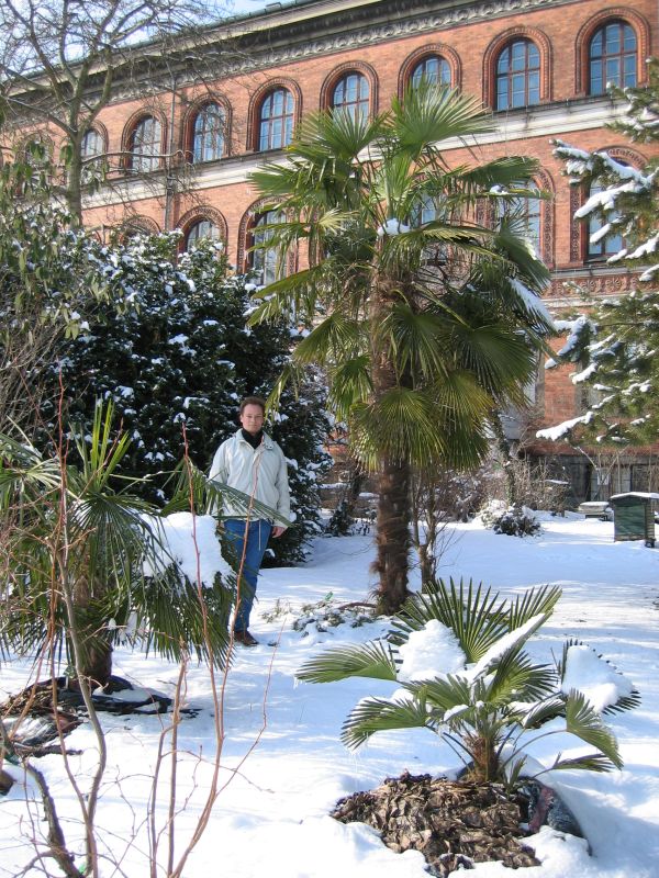 Trachycarpus fortunei i Botanisk Have i Köpenhamn, mars 2006.