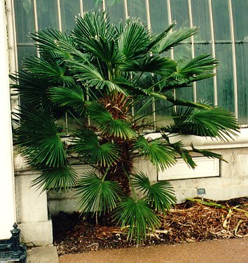 Trachycarpus wagnerianus in Kew Gardens, London 1997.